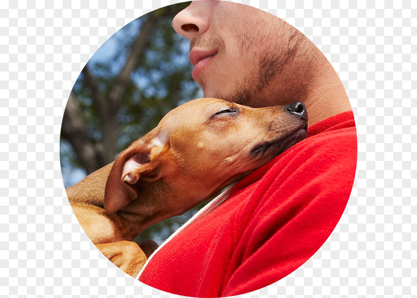 Pet Adoption Dog Breed Italian Greyhound PC Corporate Headquarters Puppy Veterinarian PNG