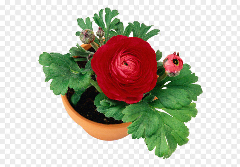 Design Garden Roses Flowerpot Floral PNG
