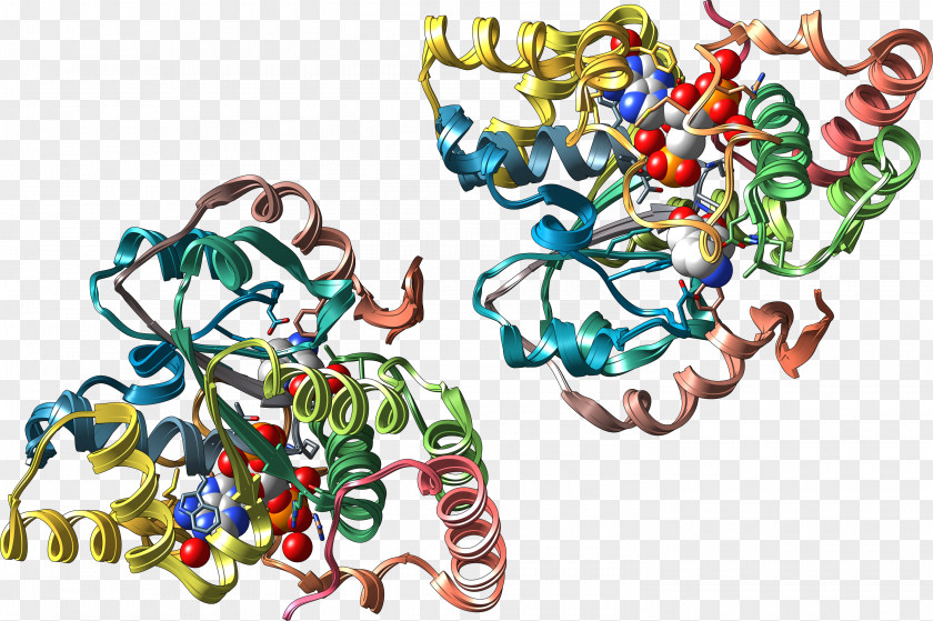 Sulfotransferase Enzyme 3'-Phosphoadenosine-5'-phosphosulfate PNG
