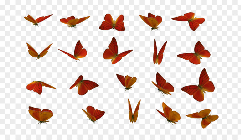 Butterfilrs Of Butterfly Insect Clip Art Orange PNG