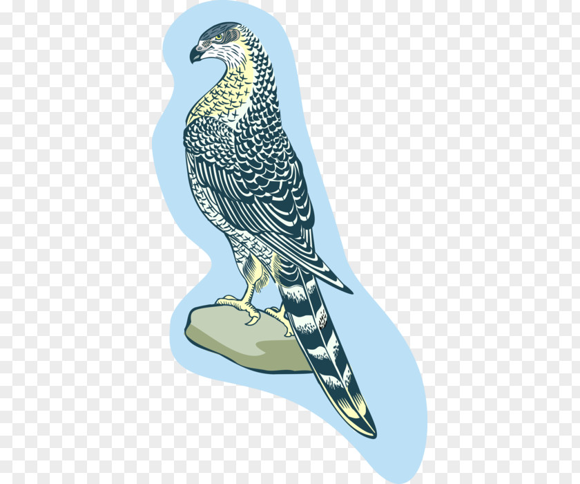 Coopers Hawk Accipitridae Owl Cartoon PNG
