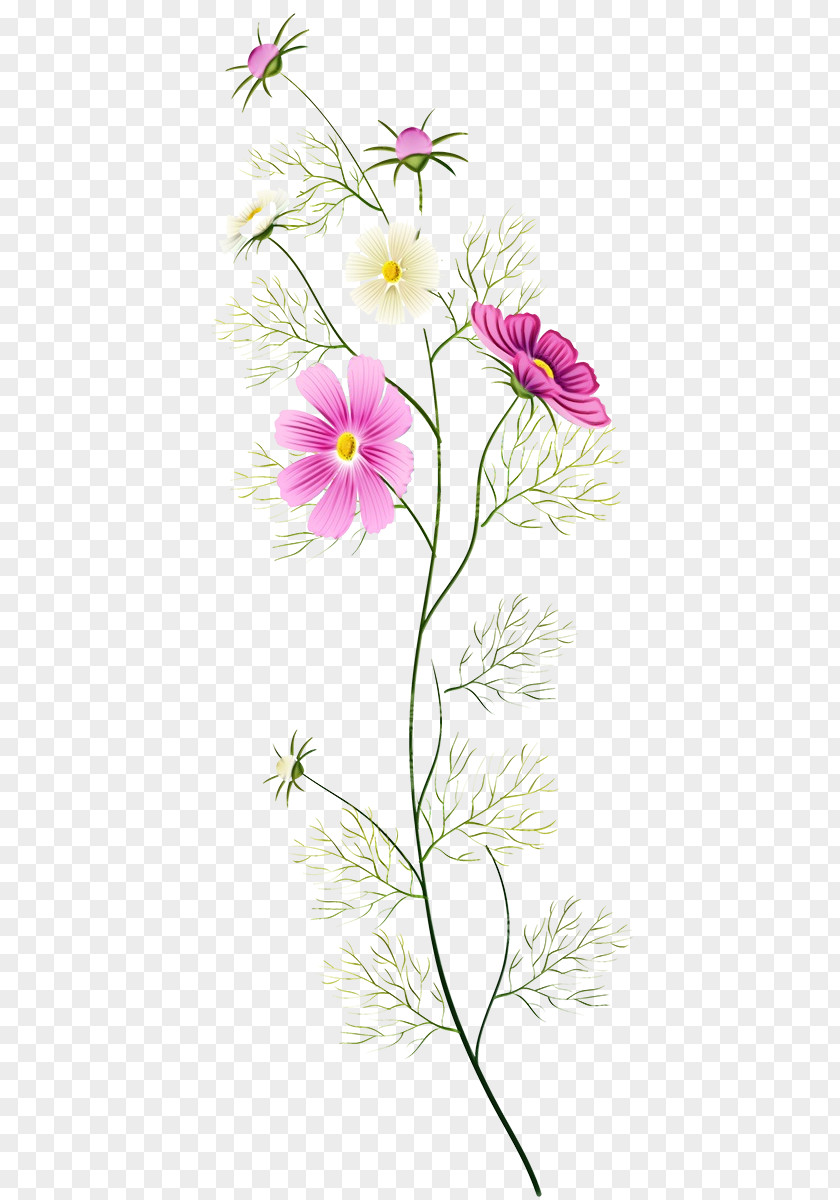 Garden Cosmos Plant Stem Flower Flowering Pedicel Petal PNG