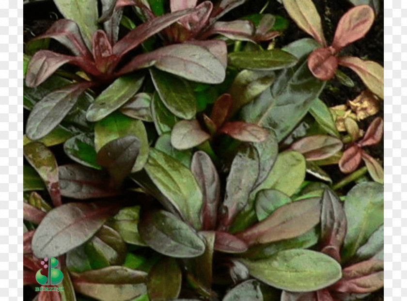 Leaf Ti Evergreen Shrub Groundcover PNG