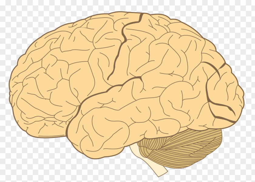 Brain Lobes Of The Parietal Lobe Temporal Frontal PNG