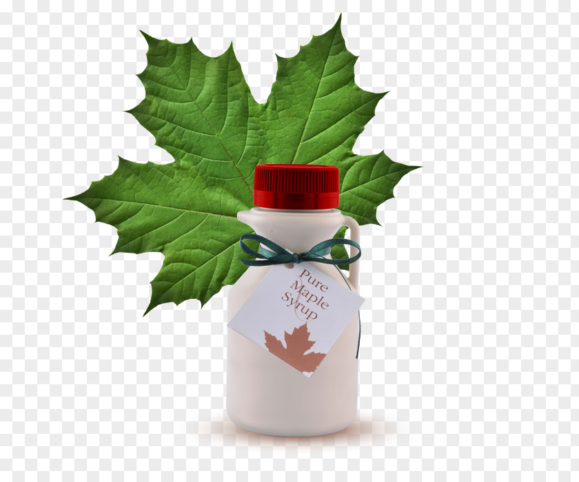 Ceramic Sugar Container Maple Leaf Cream Cookies Syrup Clip Art PNG