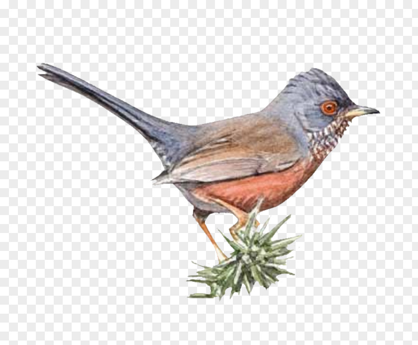 Fauvette Alpilles Game Dartford Warbler American Sparrows PNG