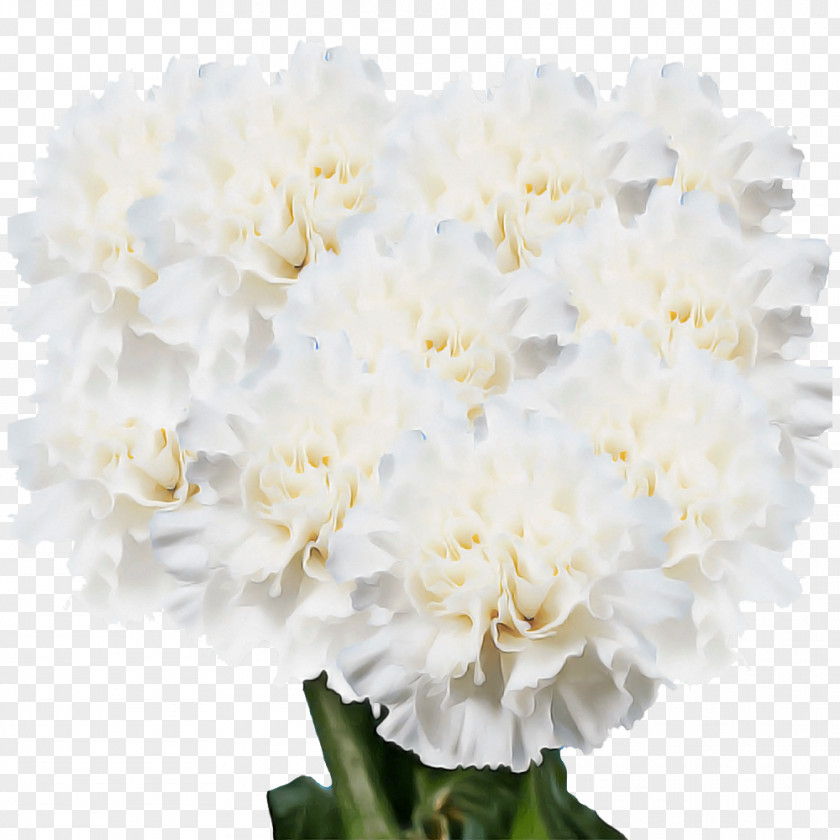 Floral Design PNG