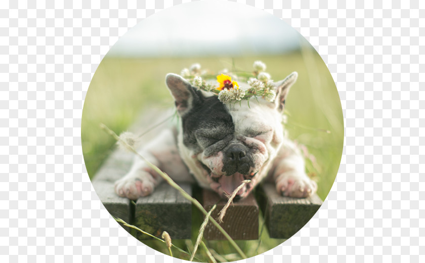 French Bulldog Boston Terrier Puppy Dog Breed PNG