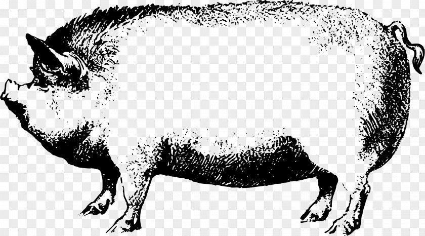 Pig Clipart Wild Boar Clip Art PNG