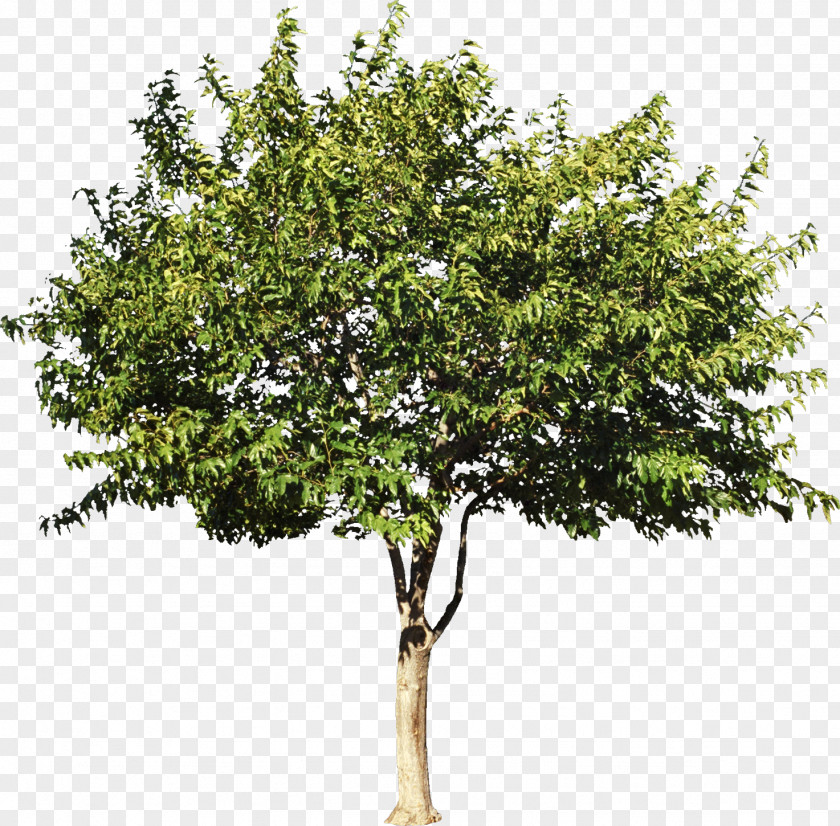 Bush Sycamore Maple Tree Shrub Citrus Stock Photography PNG