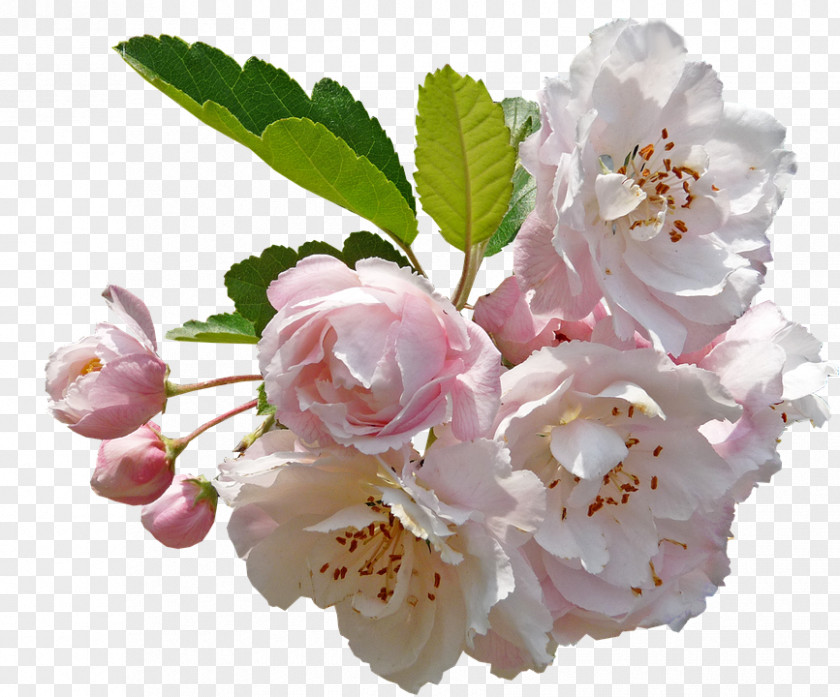 Cherry Blossoms Transparent Desktop Wallpaper Clip Art Apple Flower Image PNG