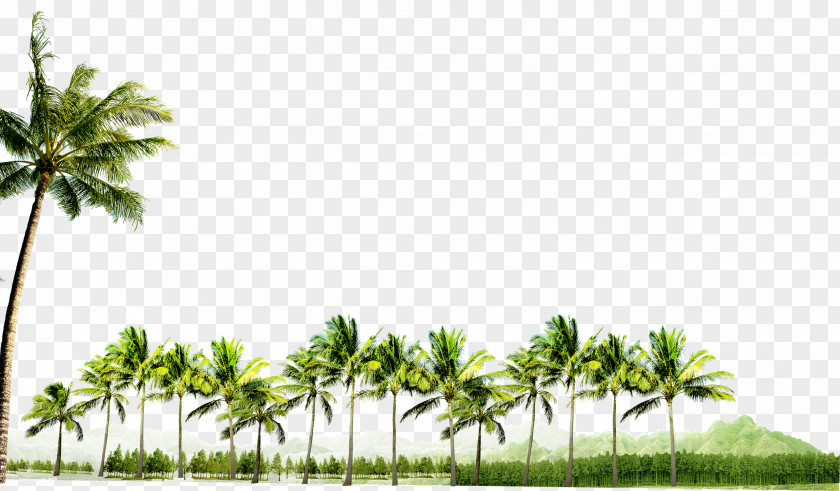 Coconut Grove Decoration Pattern PNG