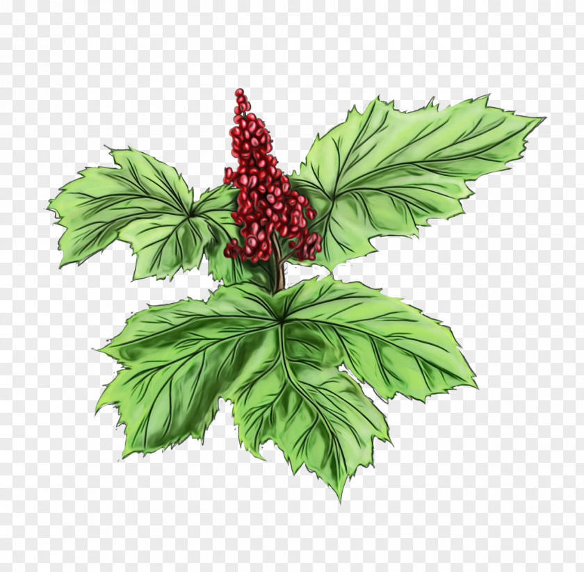 Fruit Berry Leaf Cartoon PNG