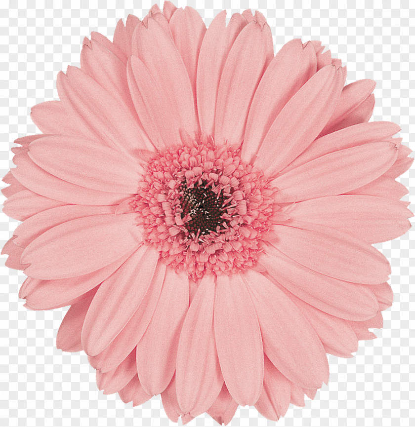 Gerbera Transvaal Daisy Flower Preservation Pink Cut Flowers PNG