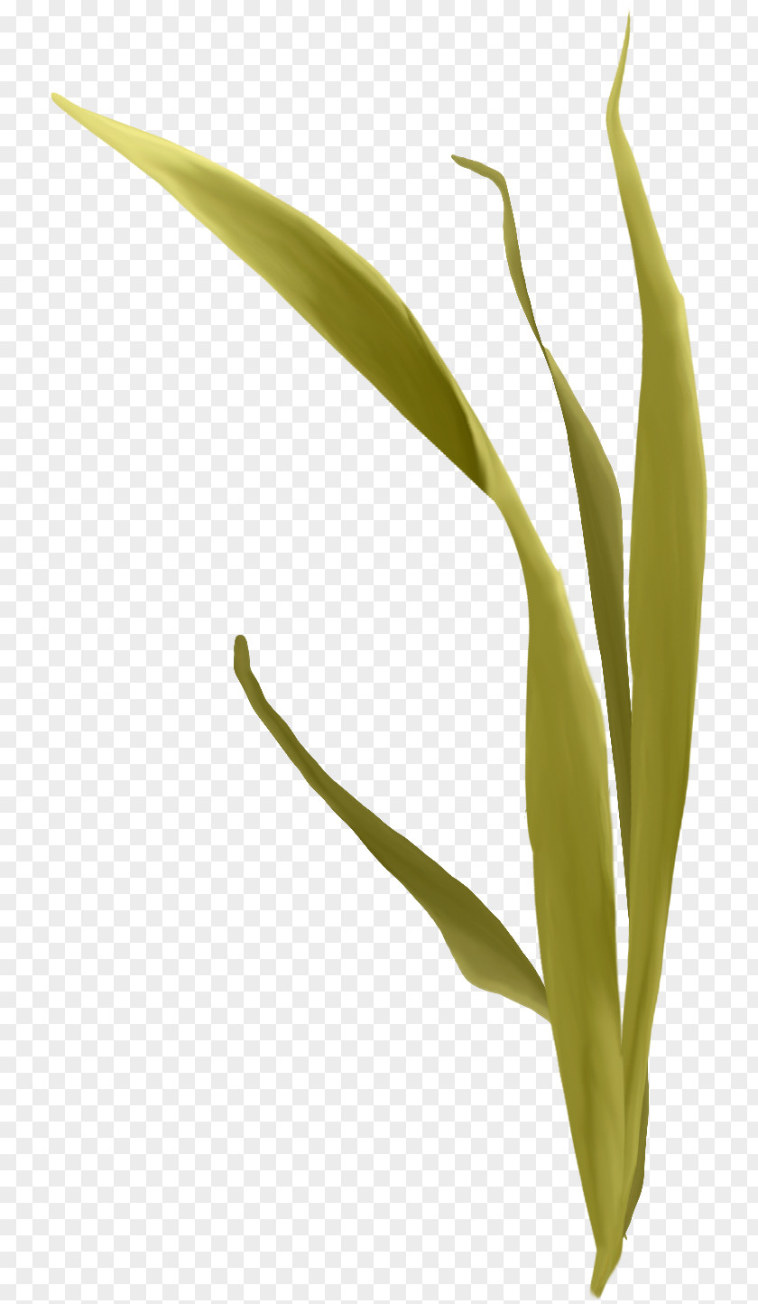 Green Grass Download PNG