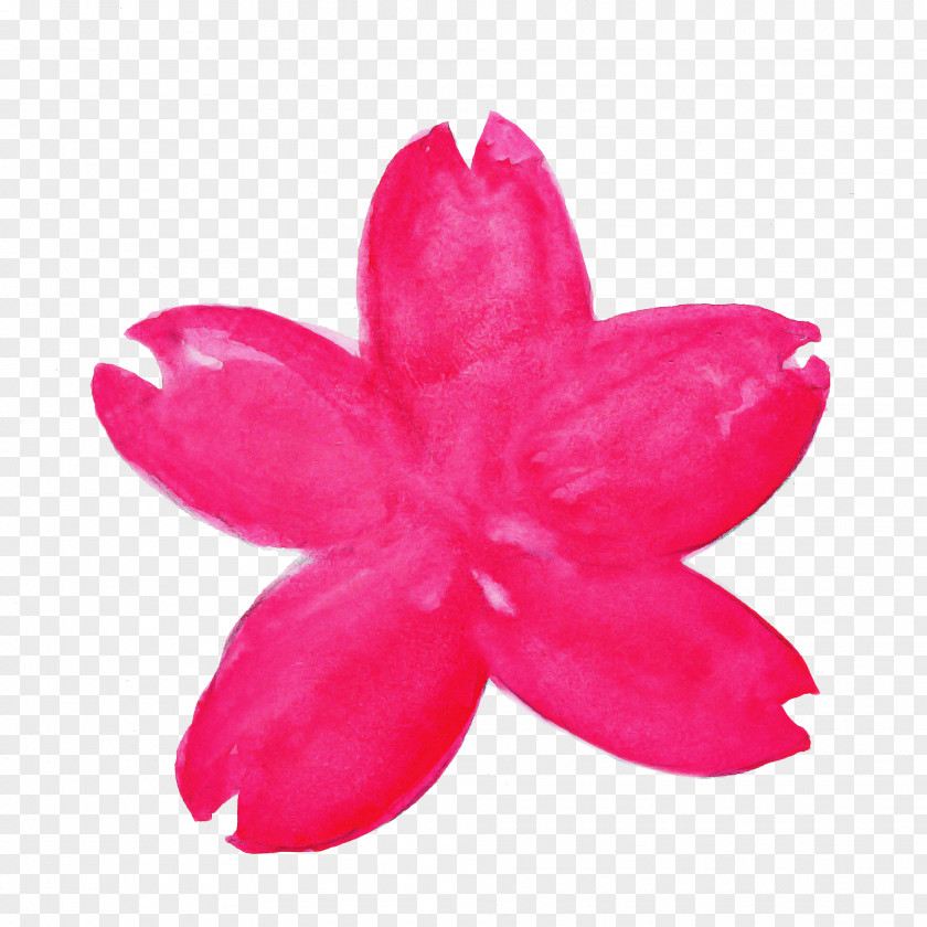 Impatiens Herbaceous Plant Cherry Blossom Cartoon PNG