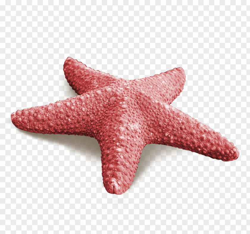 Red Starfish Callopatiria Granifera PNG