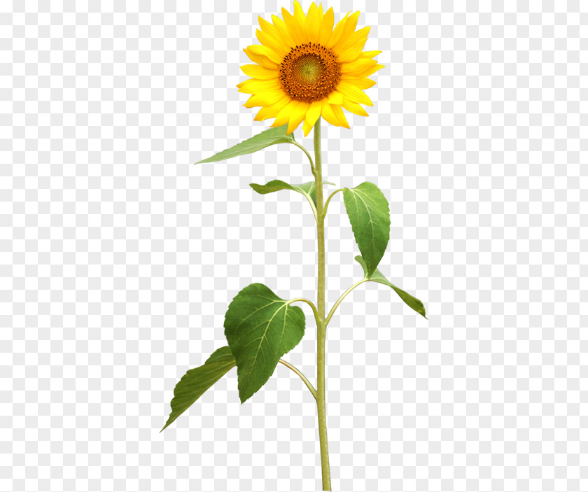 Sunflower Common Plant Stem Stock Photography PNG