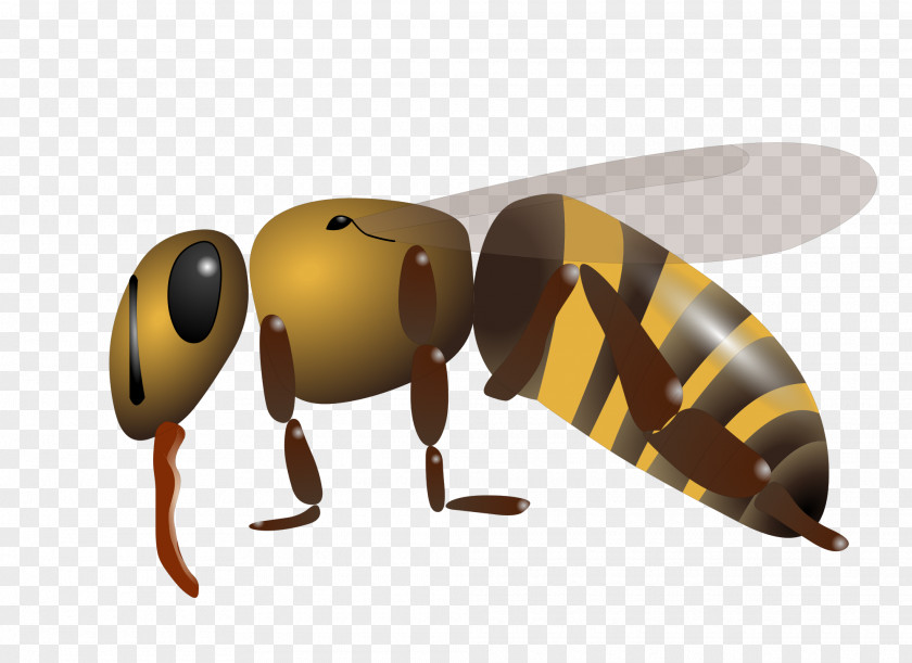 Bee Western Honey Insect PNG