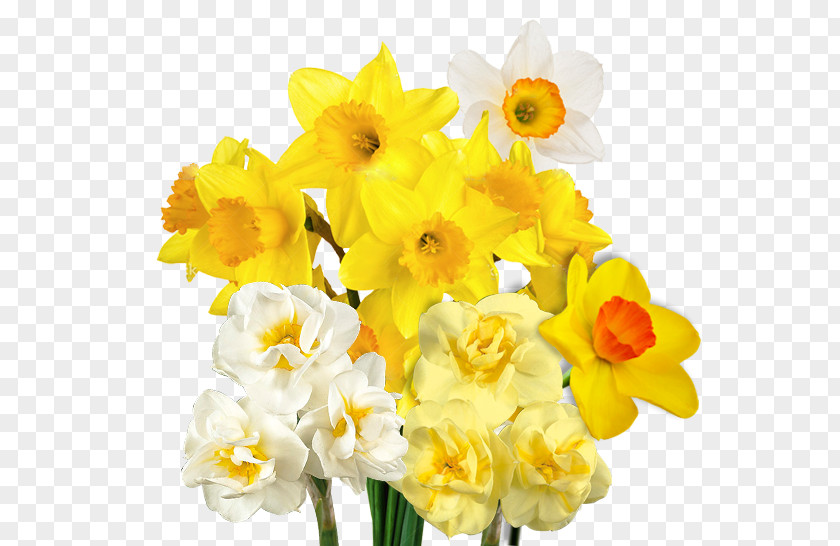 Bulb Wedding Invitation Birth Flower Wild Daffodil PNG
