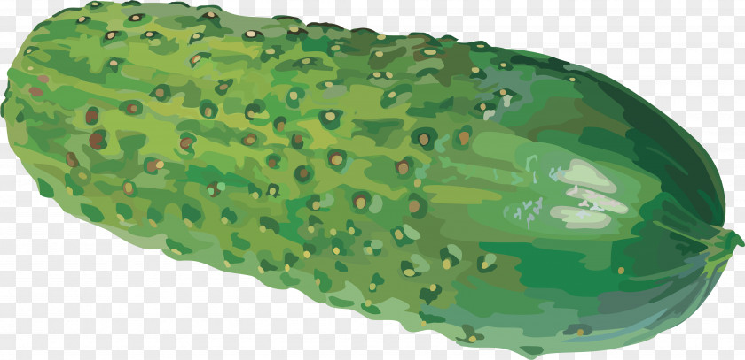 Cucumber Clip Art PNG
