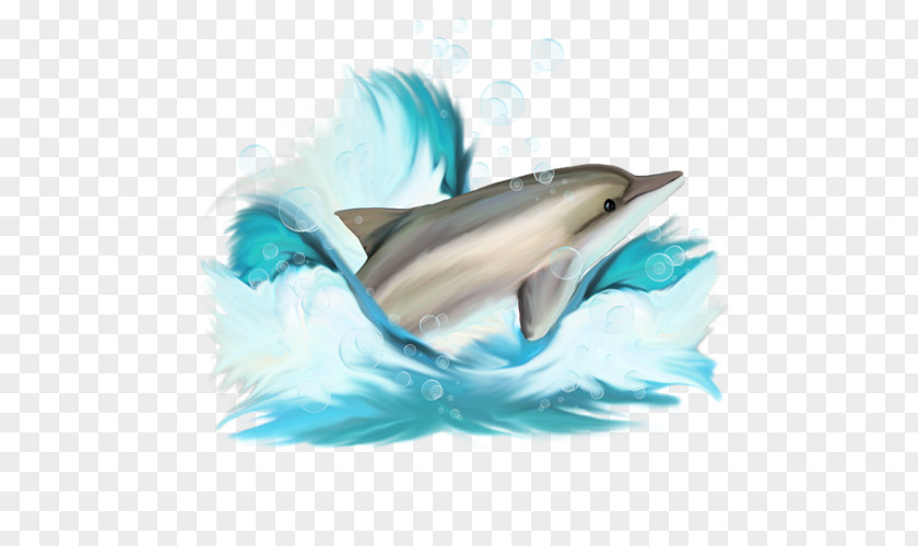 Dolphin Creative Clip Art PNG
