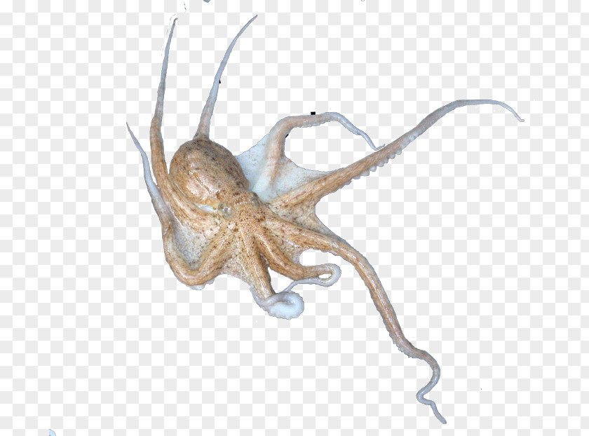 Eledone Octopus Squid Terrestrial Animal PNG