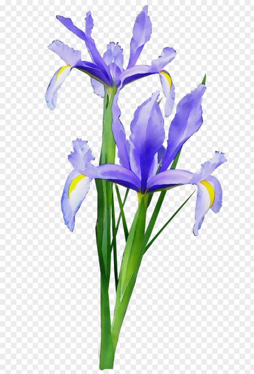 Iris Versicolor Reticulata Flower Flowering Plant PNG