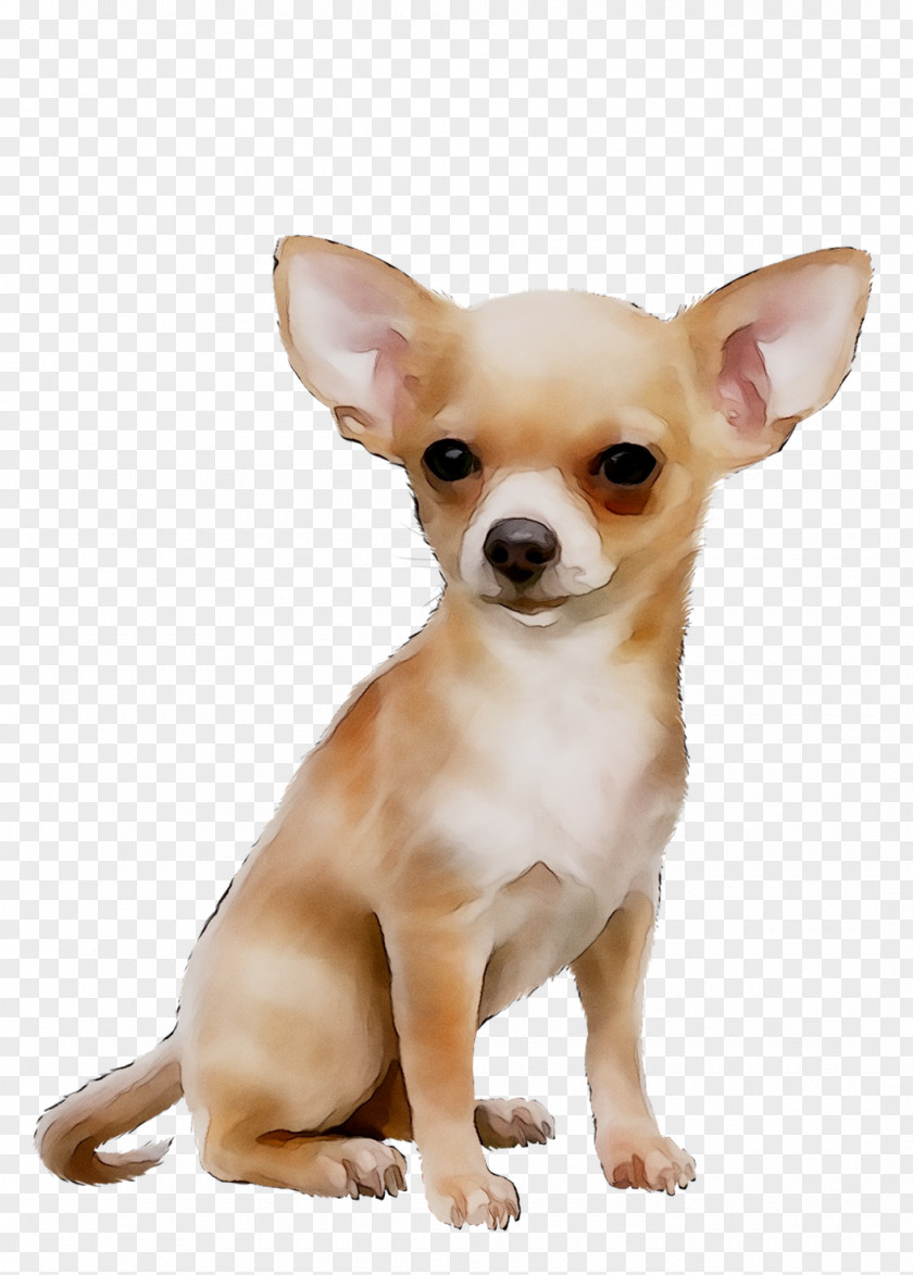 Corgi-Chihuahua Russkiy Toy Dog Breed Puppy PNG