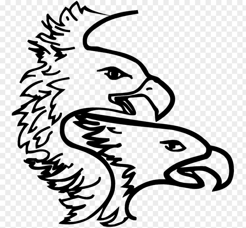 Eagle Drawing Illustration Clip Art Bald Bird Beak PNG