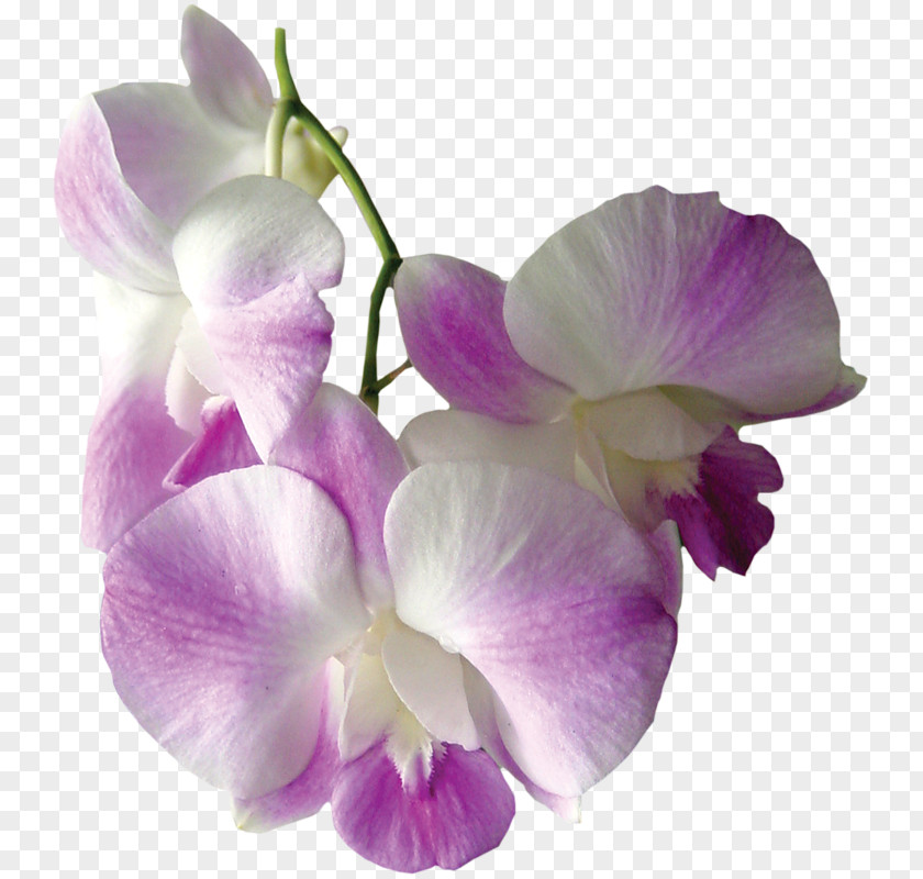 Flower Moth Orchids Clip Art PNG