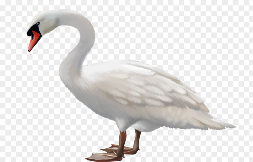 Hand-painted Goose Mute Swan Black Bird PNG