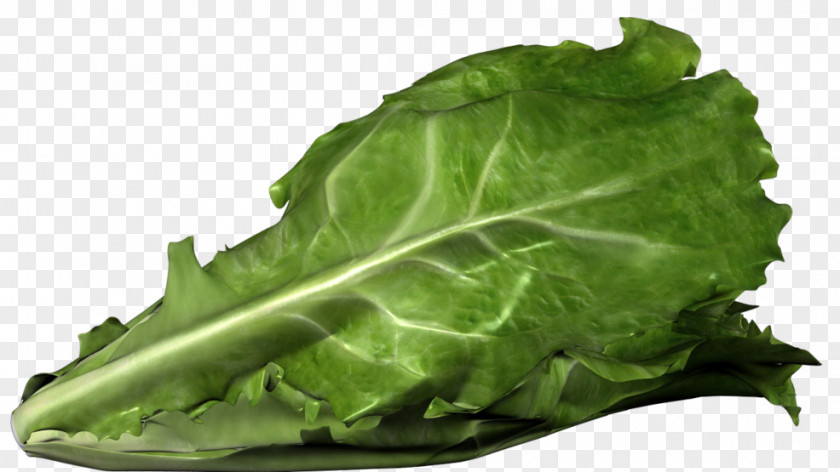 Health Romaine Lettuce Centers For Disease Control And Prevention Outbreak PNG