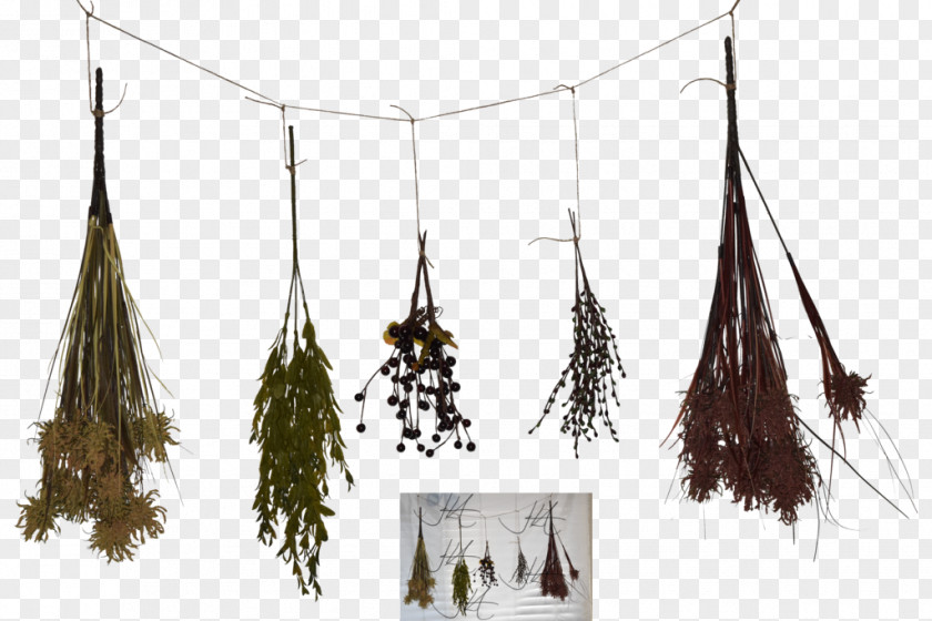 Herbs Herb DeviantArt Food Drying Digital Art PNG