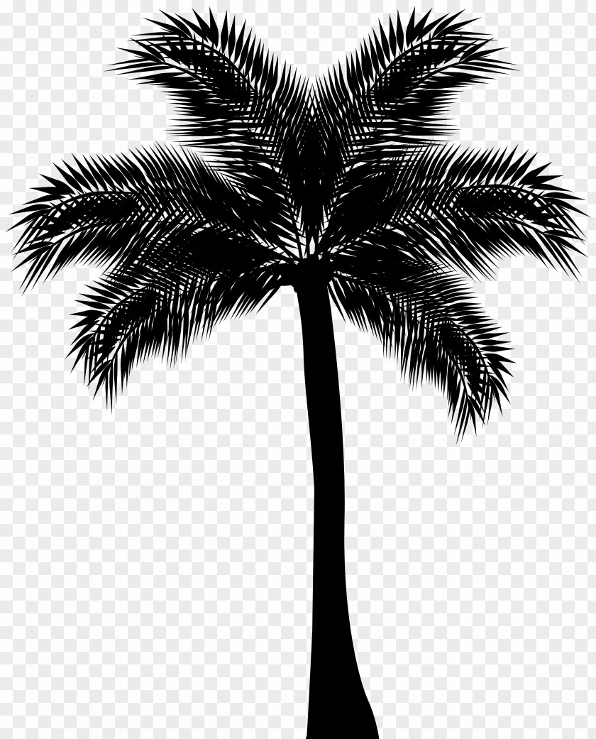 Palm Tree Silhouette Clip Art Asian Palmyra Arecaceae PNG