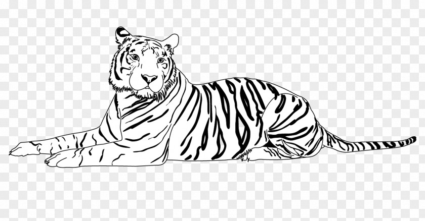 Tiger Whiskers Lion Cat Line Art PNG