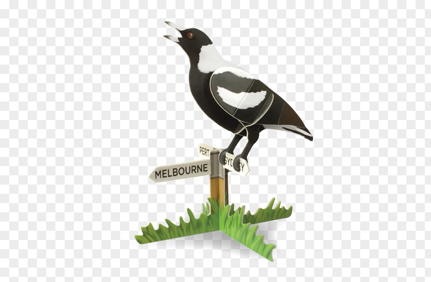 Bird Australian Magpie Vocalization Songbird PNG