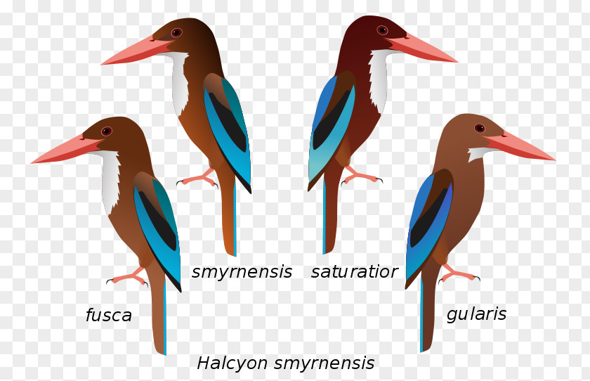 Bird White-throated Kingfisher Common Reptile Beak PNG