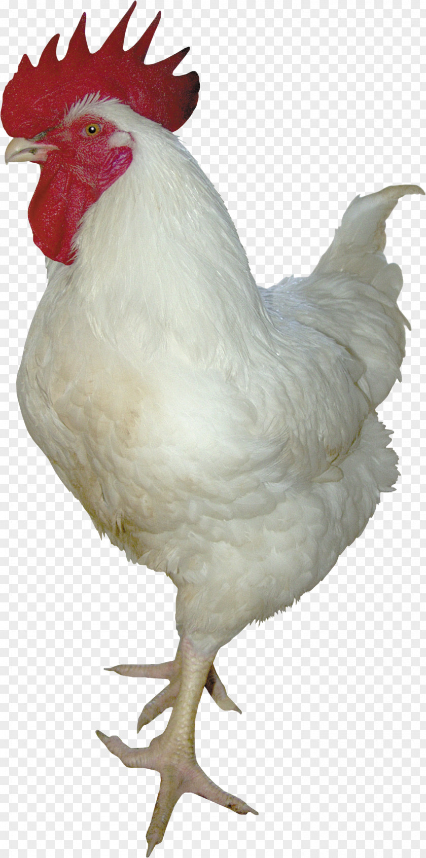 Chicken Rooster Turkey Duck PNG