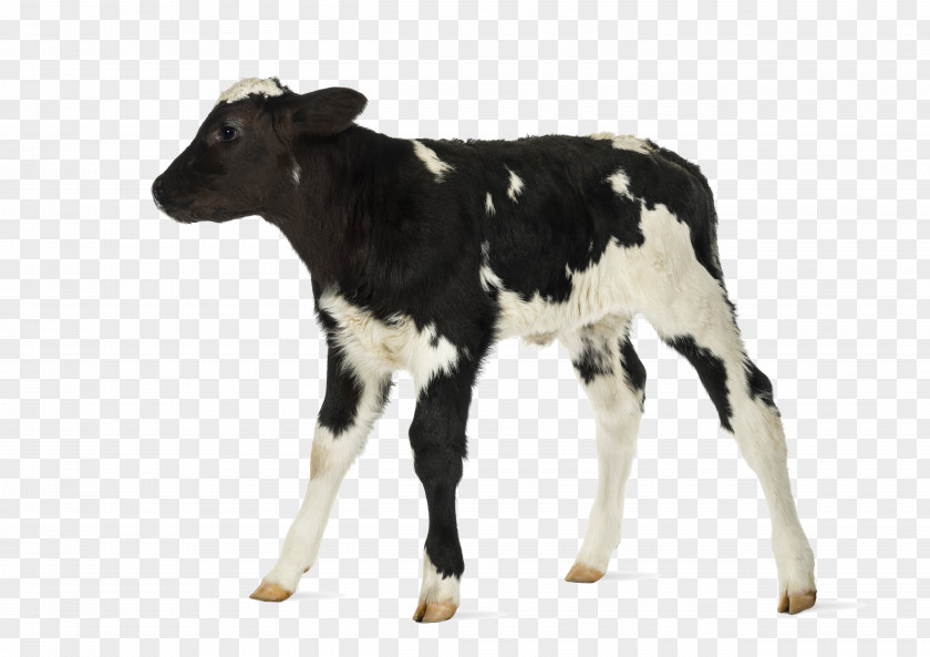Cow Cow-calf Operation Belgian Blue Hereford Cattle Stock Photography PNG
