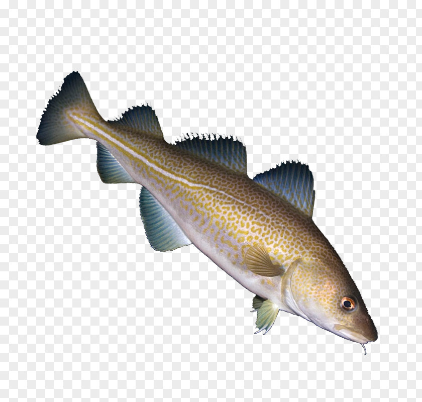 Fish Creative Cod Euclidean Vector PNG