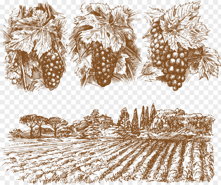 Hand-painted Wine Vineyard Element Common Grape Vine Drawing PNG