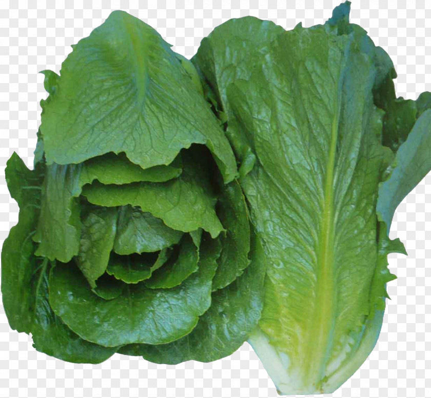 Iceberg Lettuce Vegetable Romaine Ga No PNG