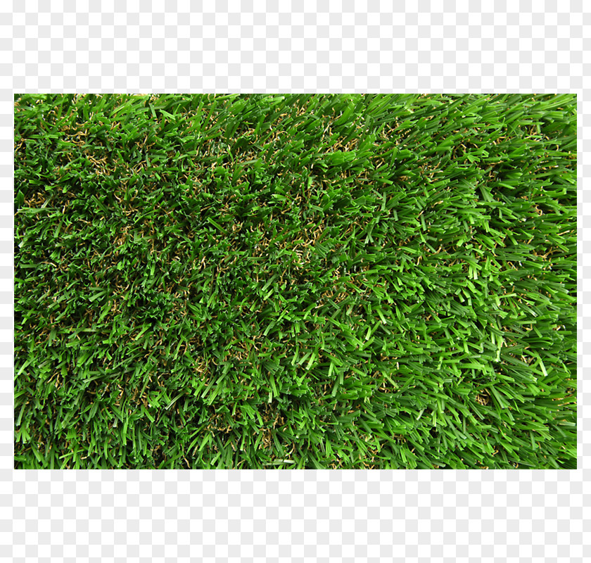 Lush Grass Artificial Turf Garden Pavement Cuphea Hyssopifolia Patio PNG