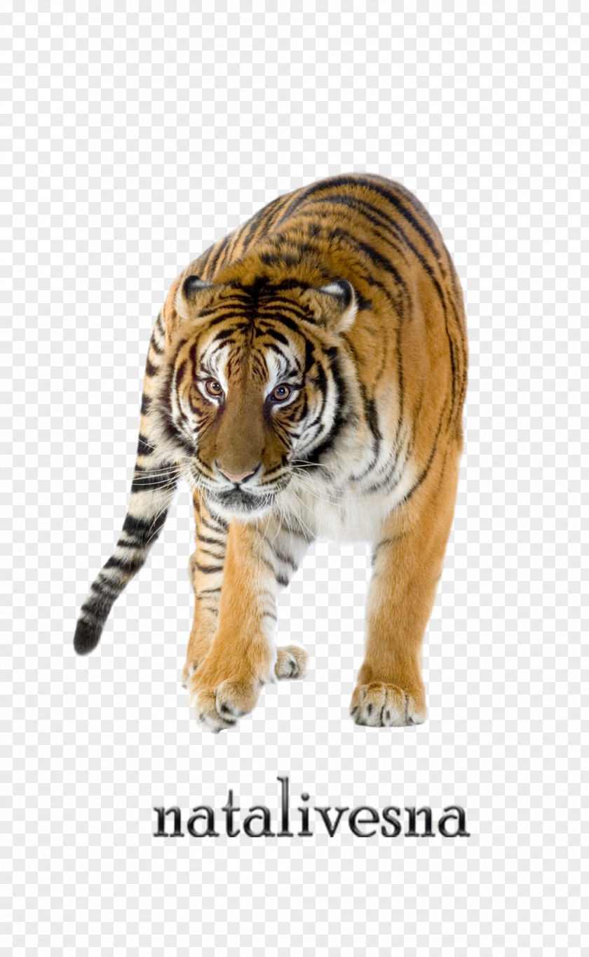 Roar Felidae Bengal Tiger Siberian Stock.xchng Stock Photography PNG