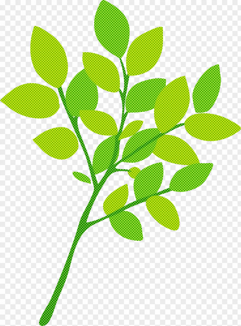 Branch Leaf Plant Stem Twig Oak PNG