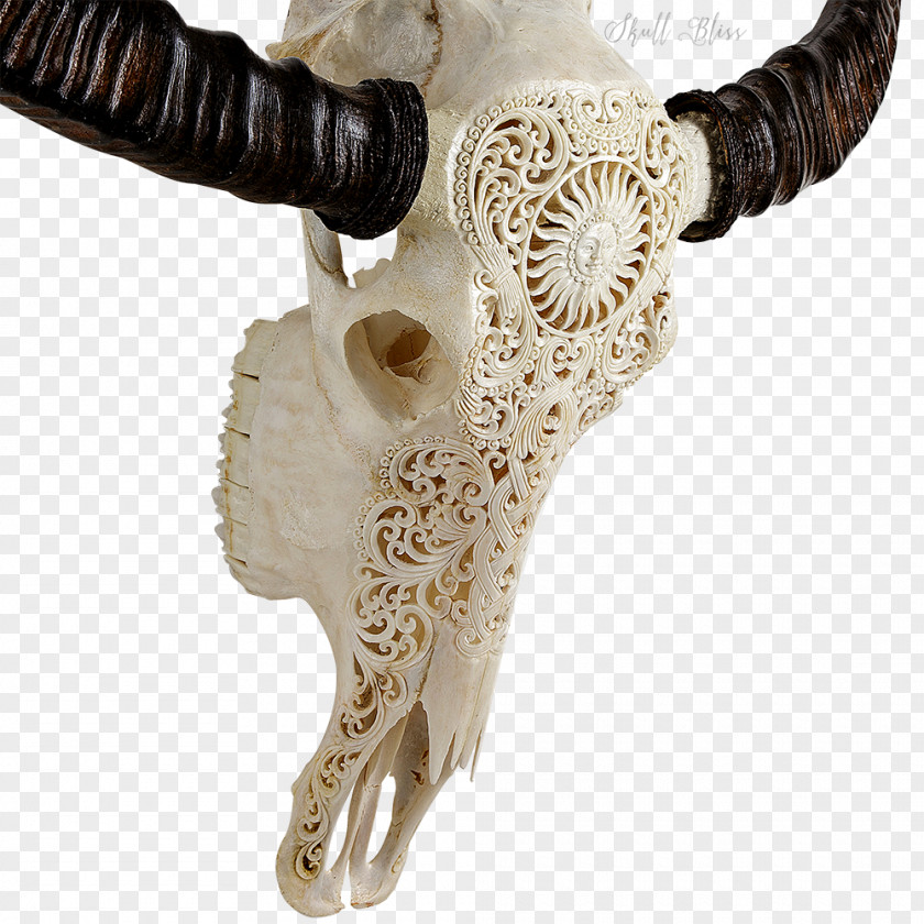 Buffalo Skull Horn Animal Skulls Bone Cattle PNG