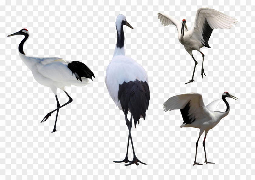 Crane Red-crowned Illustration PNG