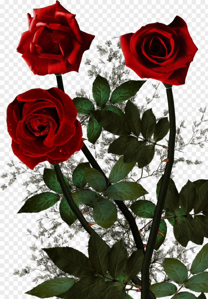 God Garden Roses Psalms Cabbage Rose Floribunda PNG