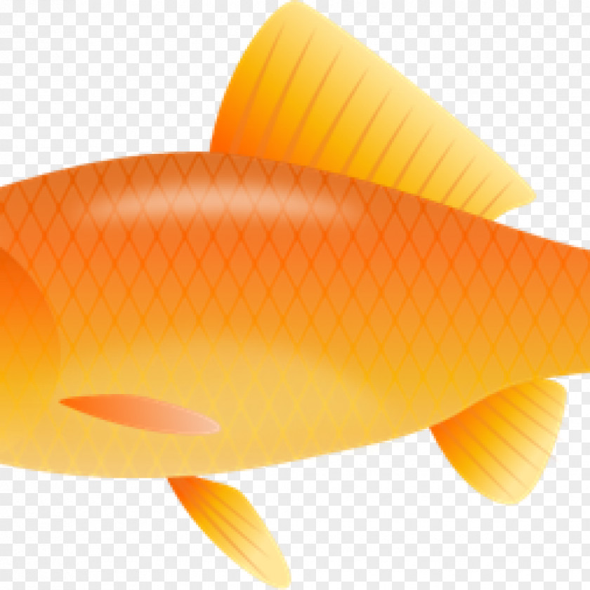 Gold Fish Goldfish Clip Art Bony Fishes Fin PNG